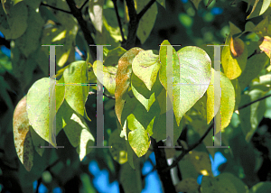 Picture of Syringa reticulata 'Ivory Silk'