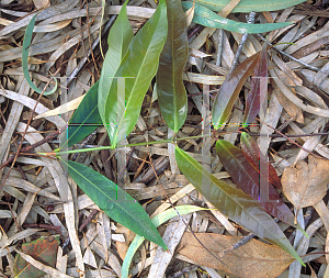 Picture of Syzygium jambos 