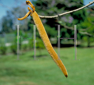 Picture of Tabebuia chrysotricha 