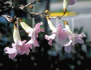 Picture of Tabebuia heterophylla 