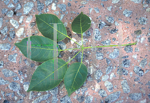 Picture of Tabebuia impetiginosa 