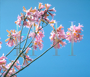 Picture of Tabebuia impetiginosa 