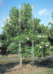 Picture of Tabebuia pallida 