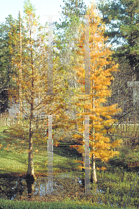 Picture of Taxodium ascendens 