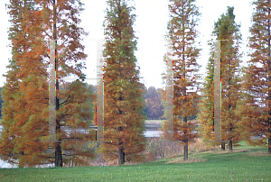 Picture of Taxodium ascendens 