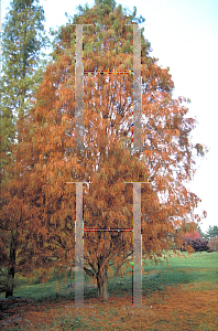 Picture of Taxodium distichum 