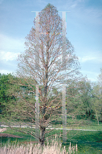 Picture of Taxodium distichum 'Pendens'