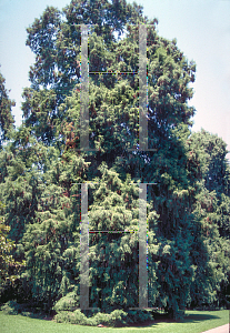 Picture of Taxodium mucronatum 