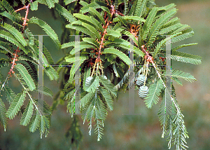 Picture of Taxodium mucronatum 