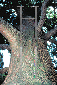 Picture of Taxodium mucronatum 