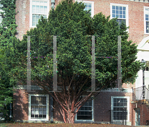 Picture of Taxus baccata 