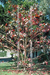 Picture of Terminalia catappa 