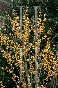 Picture of Ilex verticillata 'Roberta Case (Berry Heavy Gold)'