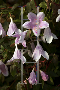 Picture of Abelia  'Pinky Bells'