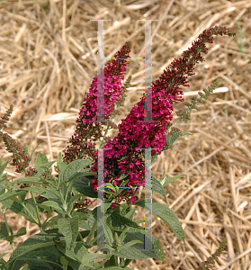 Picture of Buddleia  'Miss Molly'