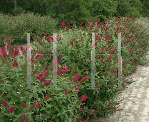 Picture of Buddleia  'Miss Molly'