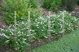 Picture of Buddleia  'Lo & Behold Ice Chip'