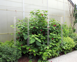 Picture of Calycanthus  'Aphrodite'