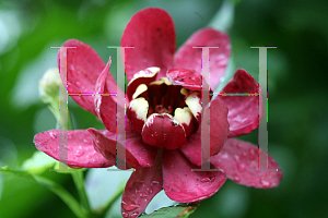 Picture of Calycanthus  'Aphrodite'