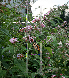 Picture of Buddleia  'InSpired Pink'