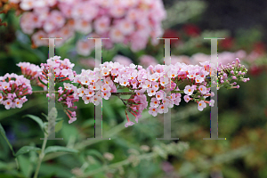 Picture of Buddleia  'InSpired Pink'