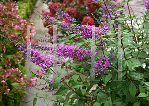 Picture of Buddleia  'InSpired Violet'