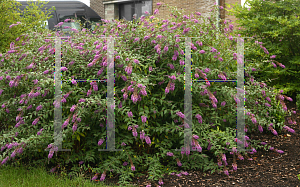 Picture of Buddleia  'InSpired Violet'