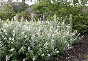 Picture of Buddleia  'InSpired White'