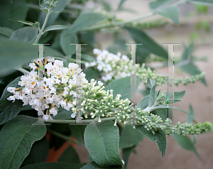 Picture of Buddleia  'InSpired White'