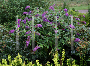 Picture of Buddleia  'Lo & Behold Purple Haze'