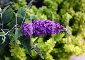Picture of Buddleia  'Lo & Behold Purple Haze'