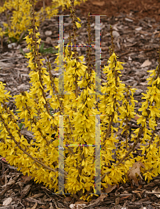 Picture of Forsythia x intermedia 'NIMBUS (Show Off  Sugar Baby)'