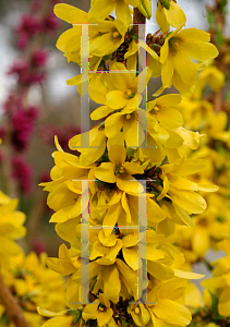 Picture of Forsythia x intermedia 'Minfor6 (Show Off Starlet)'