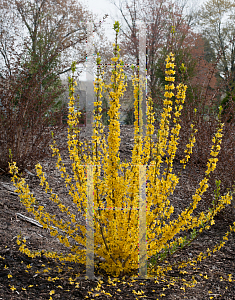 Picture of Forsythia x intermedia 'Minfor6 (Show Off Starlet)'