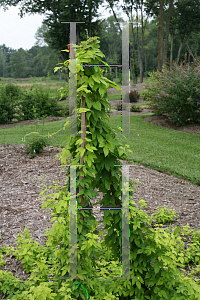 Picture of Humulus lupulus 'Summer Shandy'