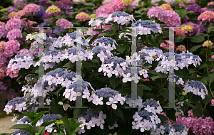 Picture of Hydrangea macrophylla 'SMHMLDD (Let's Dance Diva!)'