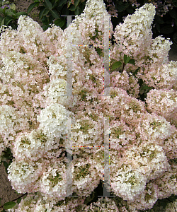 Picture of Hydrangea paniculata 'ILVOBO (Bobo)'