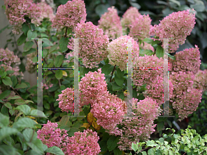 Picture of Hydrangea paniculata 'ILVOBO (Bobo)'