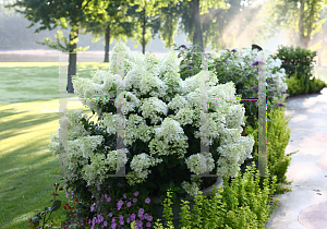 Picture of Hydrangea paniculata 'ILVOBO (Bobo)'