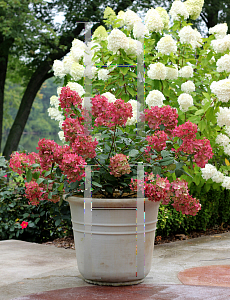 Picture of Hydrangea paniculata 'SMHPFL (Fire Light)'