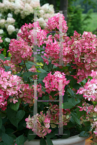 Picture of Hydrangea paniculata 'SMHPFL (Fire Light)'