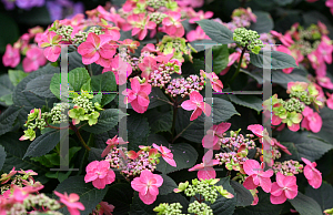 Picture of Hydrangea serrata 'MAK20 (Tuff Stuff)'