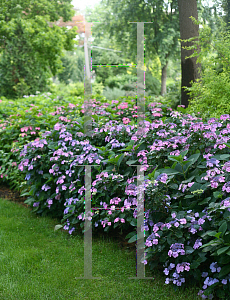 Picture of Hydrangea serrata 'MAK20 (Tuff Stuff)'