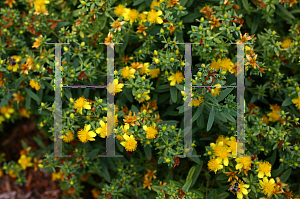 Picture of Hypericum kalmianum 'SMHKBF (Blues Festival)'