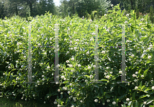 Picture of Cephalanthus occidentalis 'SMCOSS (Sugar Shack)'