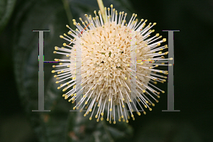 Picture of Cephalanthus occidentalis 'SMCOSS (Sugar Shack)'