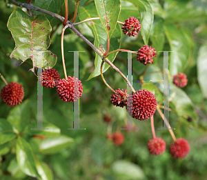 Picture of Cephalanthus occidentalis 'SMCOSS (Sugar Shack)'