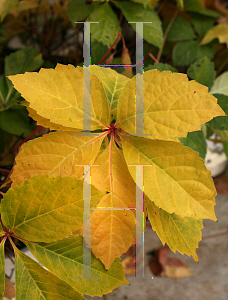 Picture of Parthenocissus quinquefolia 'Yellow Wall'