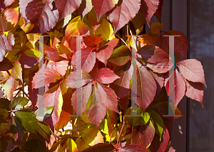 Picture of Parthenocissus quinquefolia 'Troki (Red Wall)'