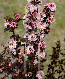 Picture of Physocarpus opulifolius 'SMPOTW (Tiny Wine)'